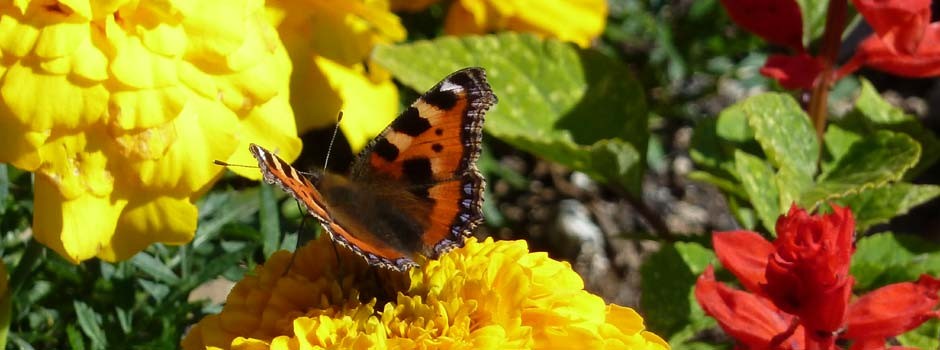 red admiral butterfly sat on yellow french marigold